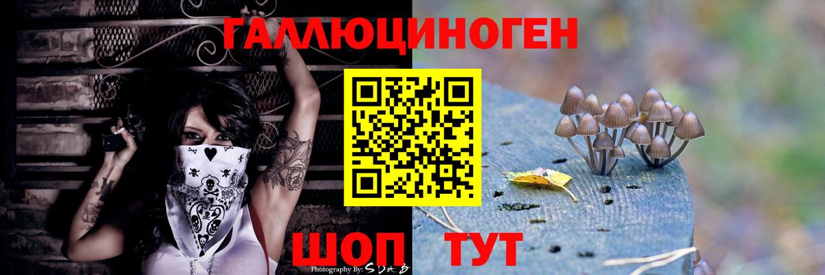 Псилоцибиновые грибы Psilocybe Гудермес